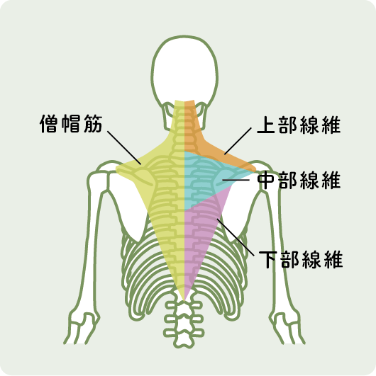 肩こりと人体の構造